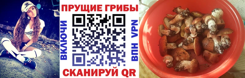 Галлюциногенные грибы Psilocybe блэк спрут вход Вятские Поляны